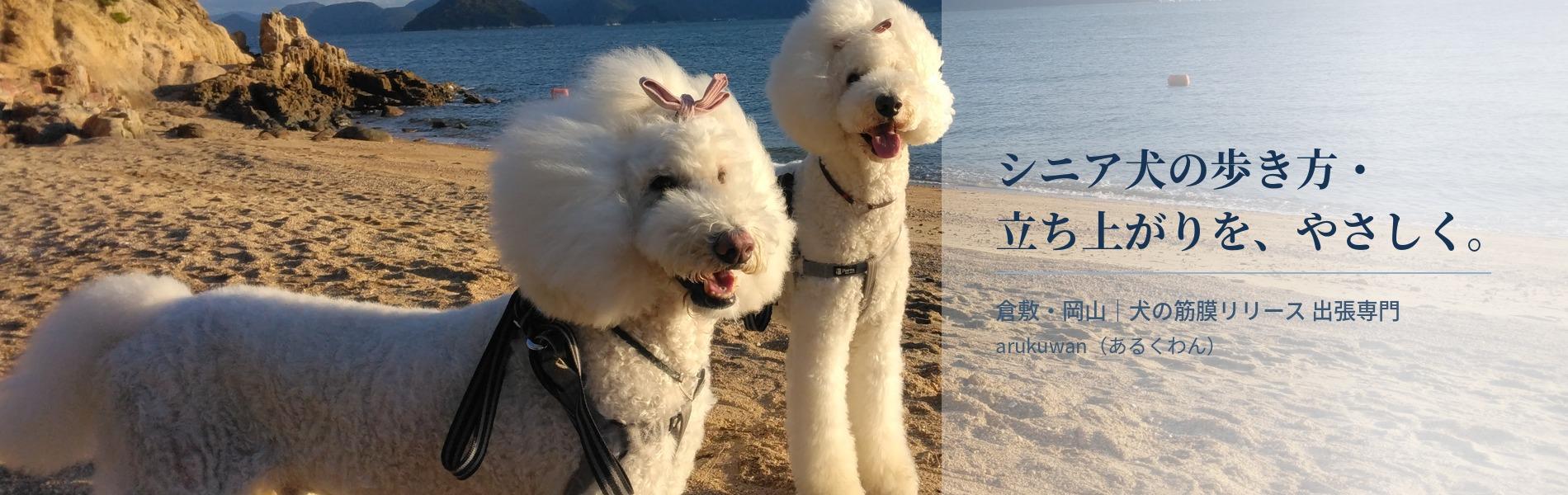 倉敷・岡山でシニア犬の歩き方・立ち上がりをケアする出張筋膜リリース あるくわん