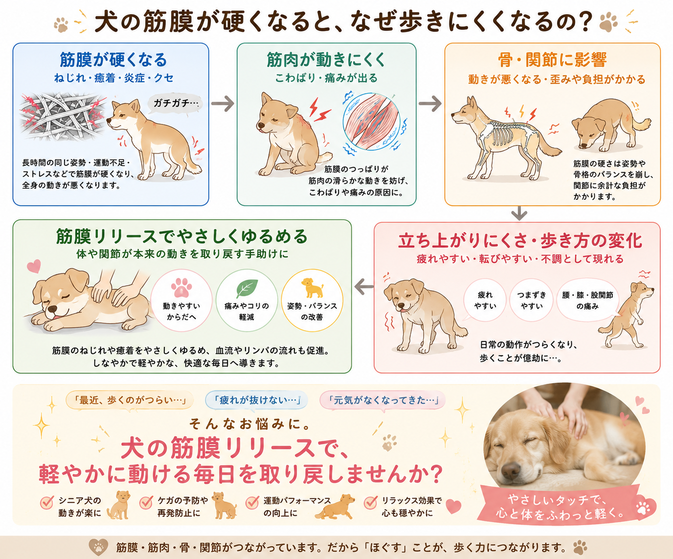 犬の筋膜が硬くなると筋肉・骨・関節に影響し歩きにくくなる仕組みと、筋膜リリースの効果を示した図解 倉敷 あるくわん